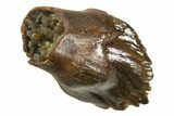 Rare, Unworn Fossil Dinosaur (Leptoceratops) Tooth - Montana #338996-1